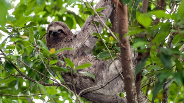 That's Animal: I'm not lazy, I'm just very relaxed!!