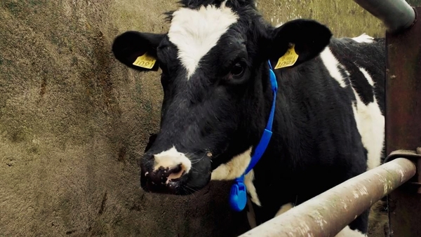 Book On One: The Cow Book by John Connell, Episode 10