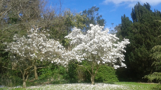 Cherry Blossom at Farmleigh (Pic: Felicity McElroy)