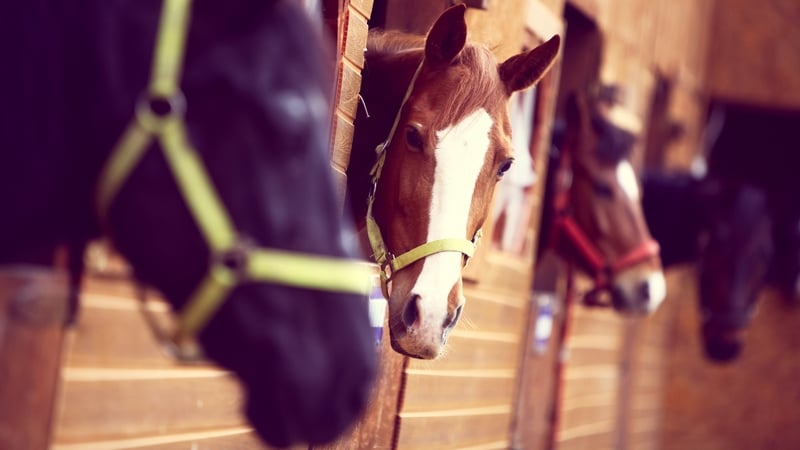 Cruising was cloned 6 years ago, giving rise to two offspring, Cruising Arís and Cruising Encore.