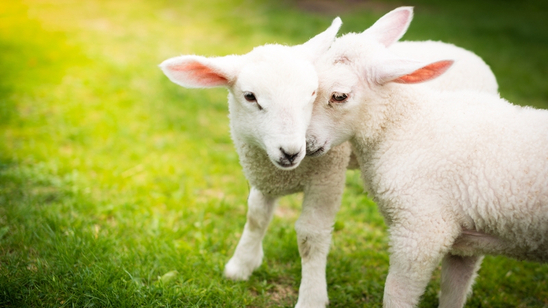 Your guide to the Big Week on the Farm in 10 videos