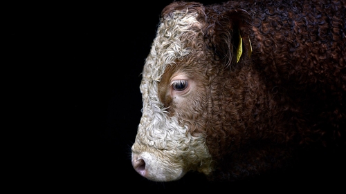 The bull has a vital role to play in keeping cattle numbers high.