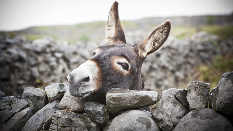 Harvesting will be the big topic on Big Week on The Farm this Autumn