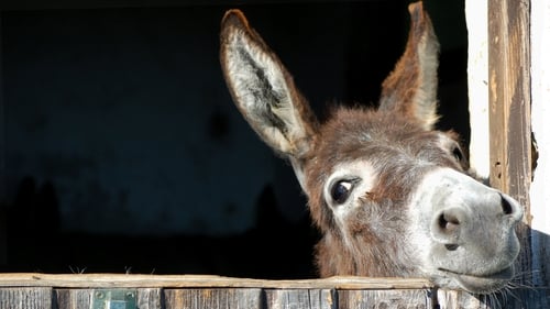 Donkeys have only been in Ireland for a few hundred years.