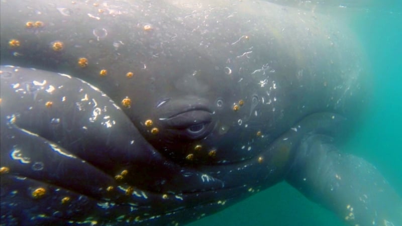 Cameras were attached by suction cups to each whale for between 24 and 48 hours
