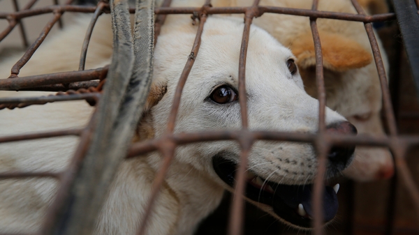 Dogs await sale at a market in Yulin city, southern China, ahead of a dog meat festival last year