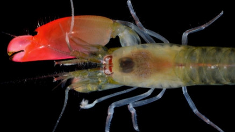 'Synalpheus pinkfloydi' can produce large amounts of sonic energy (Pic: @UniofOxford)