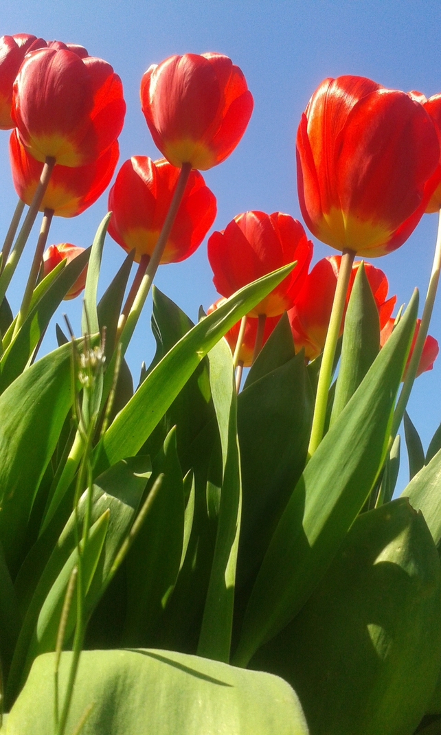 Tulips in St Enda's Park, Dublin (Pic: Felicity McElroy)