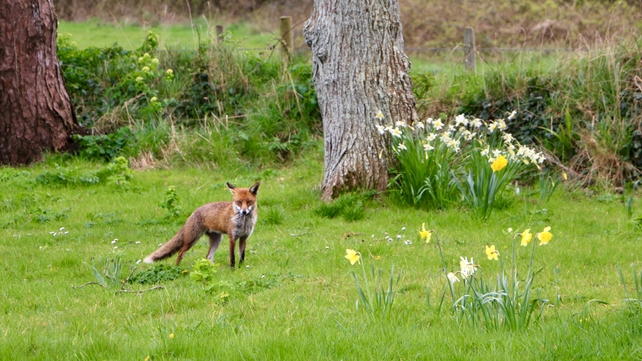 A hunting I will go...fox at Killough, Co Down (Pic: Maria Dunne)