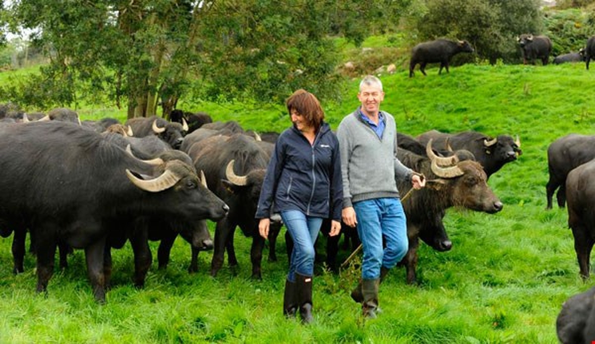 John Lynch - Raising Water Buffalo