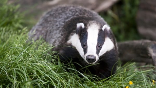 Badger Culling Debate on Today with Claire Byrne