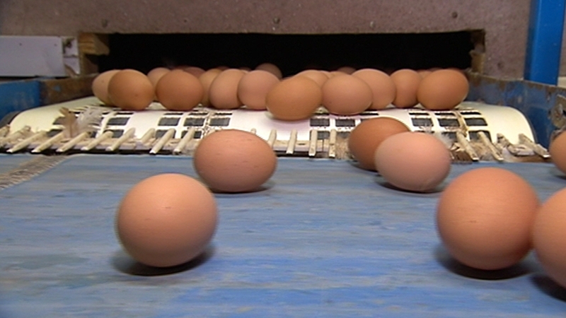 161 subjects consumed at least three portions of chicken and eggs per week which had been naturally enriched with omega-3