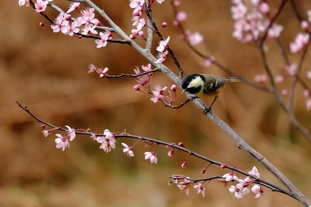 Paul Lalor, Mountmellick, Co. Laois