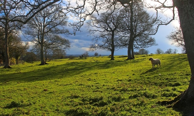 Tony Waldron, Straffan, Co, Wicklow