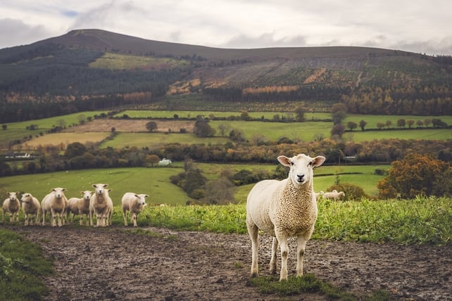 Michelle La Grue, near Powerscourt Waterfall, Co. Wicklow