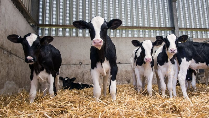 Enda Mulleady is accused of endangering the health of 'a large number of calves' on his farm and of failing to properly dispose of the carcasses of 'around 200 calves' (File image)