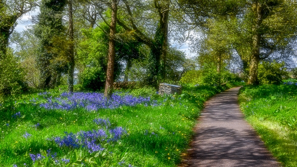A walk by Bluebells in Loughrea, Co Galway (Pic: Larry Morgan)