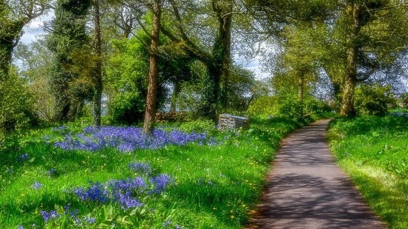 A walk by Bluebells in Loughrea, Co Galway (Pic: Larry Morgan)