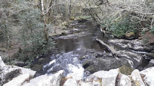 Virginia Forest Park in Cavan (Pic: Catherine Lynch)