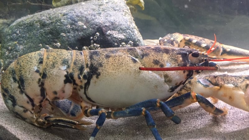 Fisherman Charlie O'Malley found the rare lobster in one of his pots