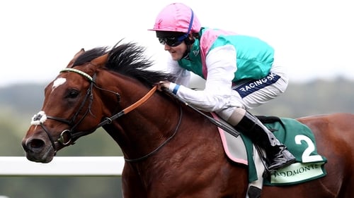 Research shows genetic factor plays a part in horse speed
