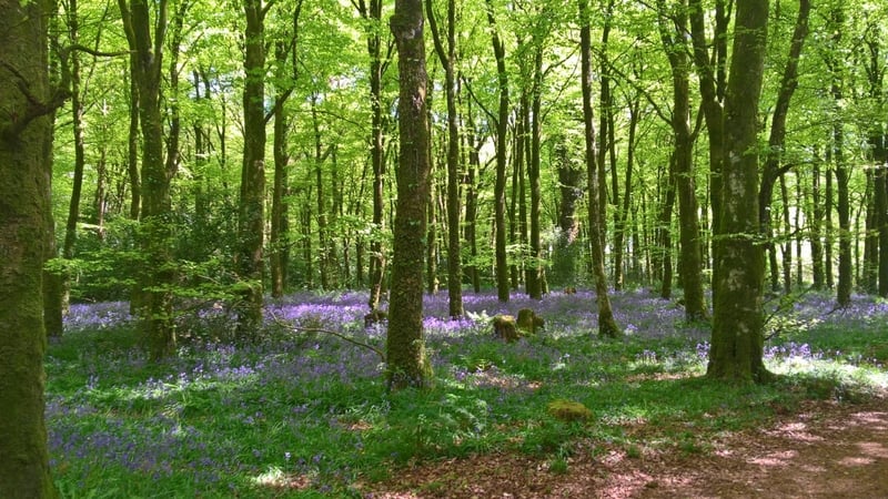 Bluebell carpet in Virginia Woods, Cavan (Pic: Deirdre Gaughran)