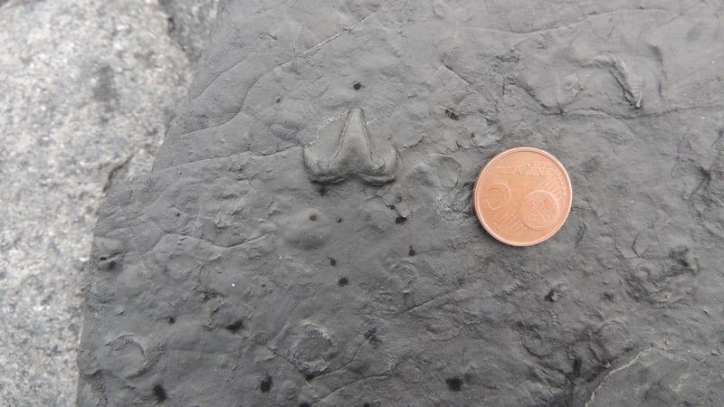 The fossil belongs to a shark that once hunted in the ancient seas of the Carboniferous period