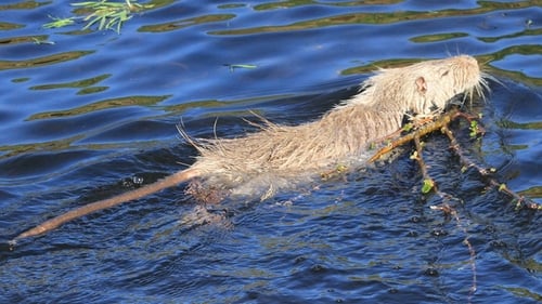 A coypu pictured in Ireland; ten coypu were removed from the Curraheen River area last autumn