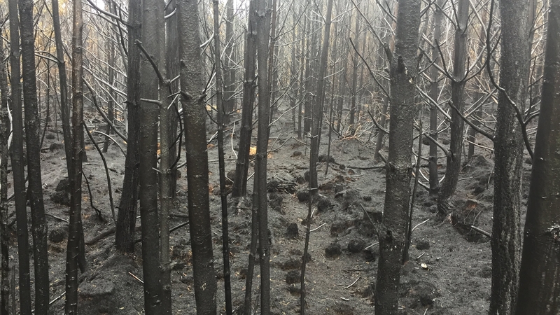 A third of the forest was destroyed in the blaze