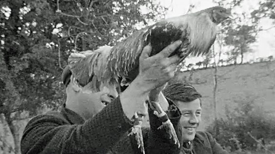 Cockfighting