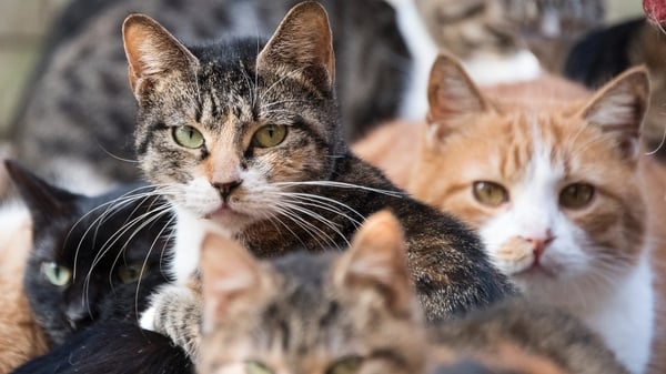 Read 'Cat Person' yet? Sinead Gleeson on shocking short stories