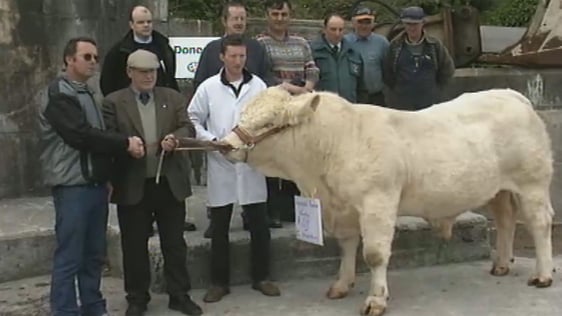 Roy the Bull
