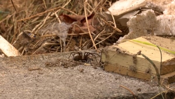 Madeleine will have to tackle some creepy crawlies on tonight's episode