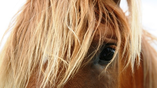 Communion Day Memories: 'Paddy the horse was pulling the car and