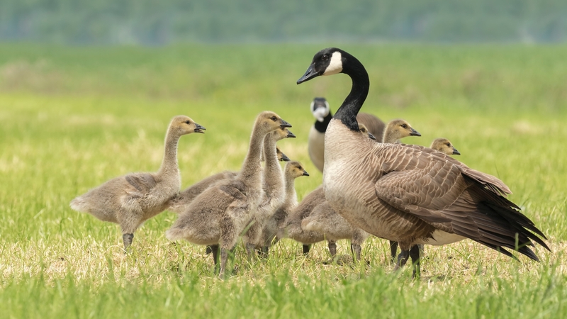 Geese Herding in Tallaght?!