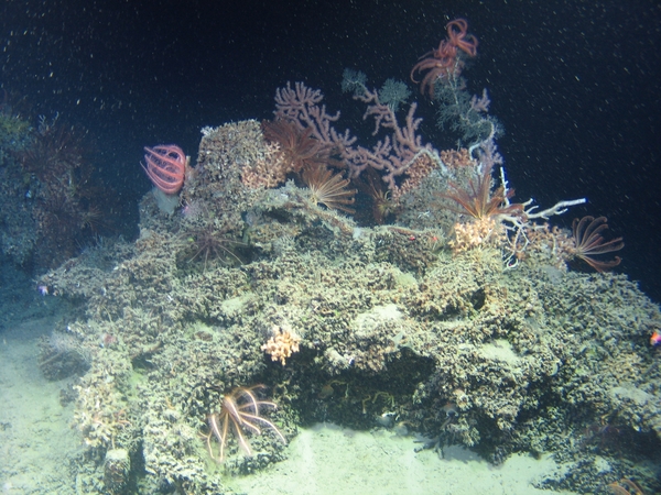 The scientists are searching where the Atlantic ocean drops from 300 metres to 3000 metres