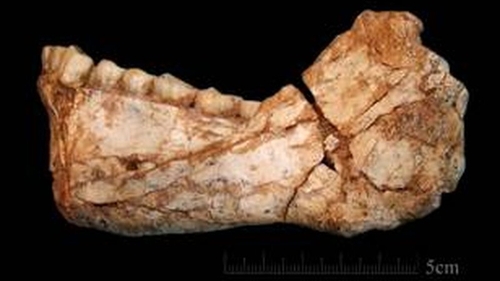 Reconstruction of the Irhoud 11 mandible (pic: Jean-Jacques Hublin, MPI EVA Leipzig)