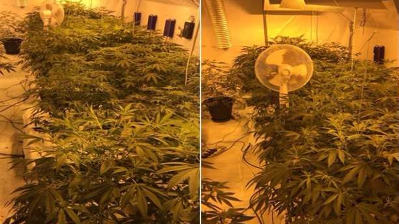 The cannabis plants are worth an estimated €200,000