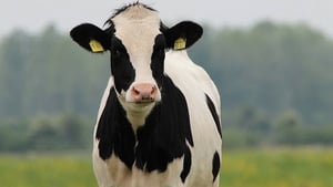 Case of bluetongue virus confirmed in Wexford show image