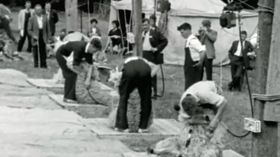 Sheep Shearing (1962)