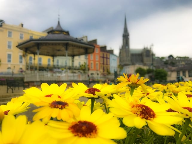 Bloom in Cobh, Cork (Pic: Kieron O'Connor)