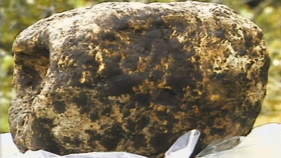 1000 year old cheese