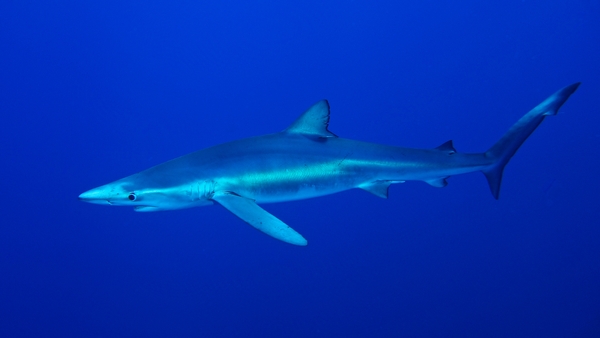 Eight-foot shark spotted in Magaluf