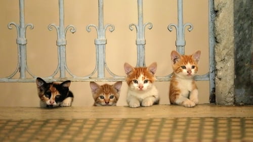 A life-affirming look at relationships and resilience (human and feline) as lives crisscross and chance encounters become daily opportunities to recharge the soul
