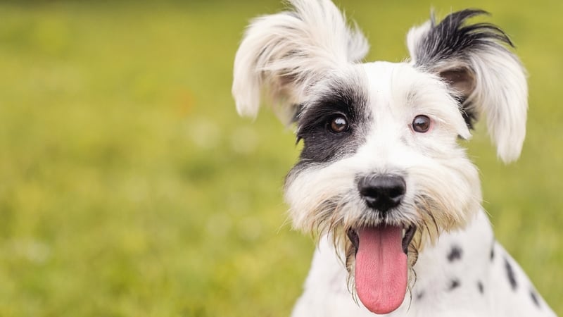 5 Dog-Friendly Activities in Dublin