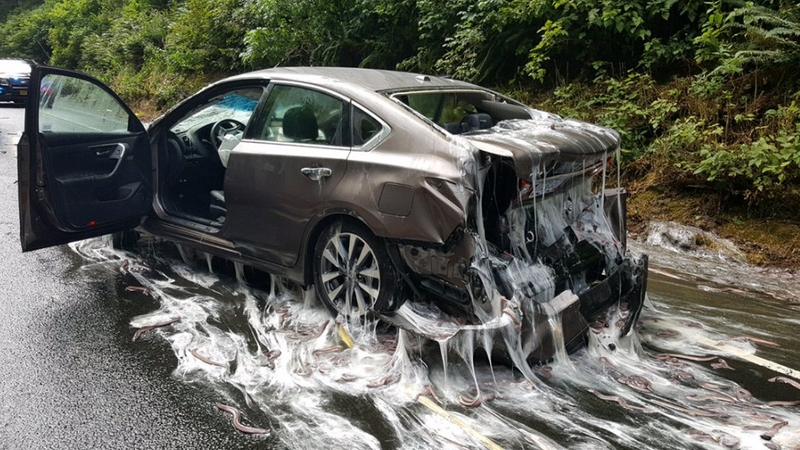 A car is covered in eel slime on Oregon highway (Pic: @ORStatePolice)