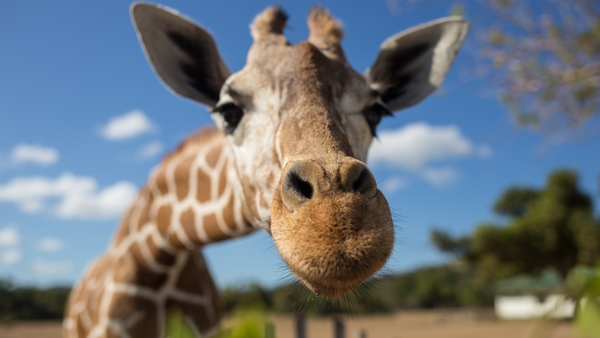 Let's Dive In: How did the giraffe get such a long neck?