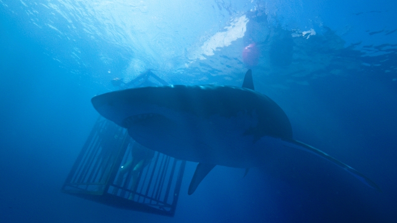 The shark steals the show