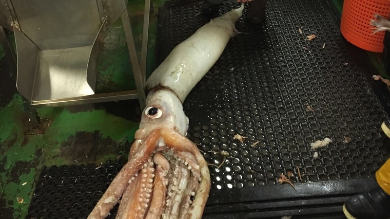 It is the second giant squid to be brought ashore by the same trawler in the last two months
