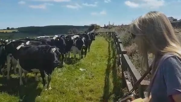 Sharon Shannon - the cow whisperer